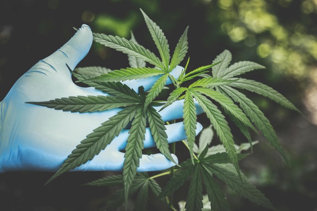 Das Bild zeigt den Cannabis-Anbau gemäß Cannabisgesetz.